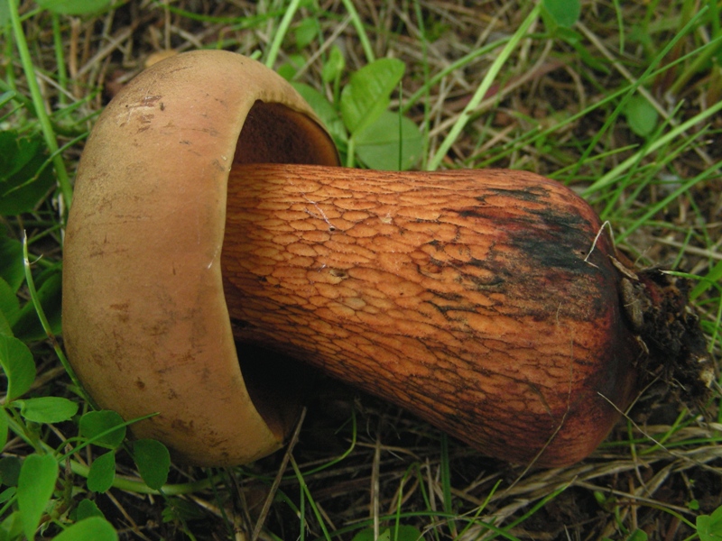 Boleti trentini, chi soffre d''invidia o siccit� non guardi